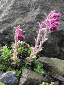 Saxifraga federici-augusti ssp grisebachii 'Wisley'